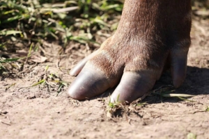 PATA