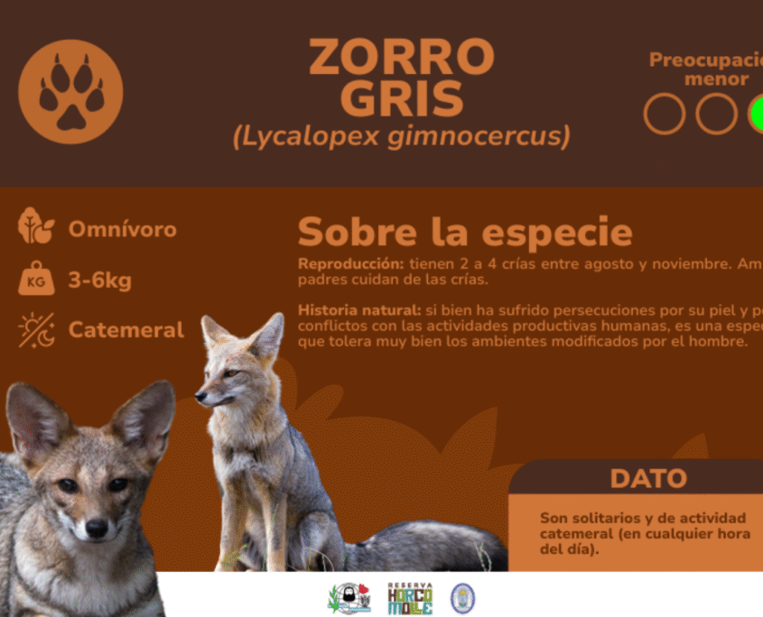 ZORRO