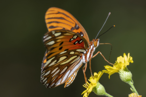 adulto ventral
