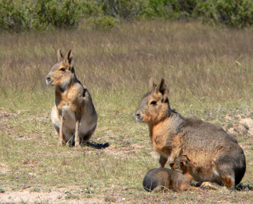 Patagonian_Maras