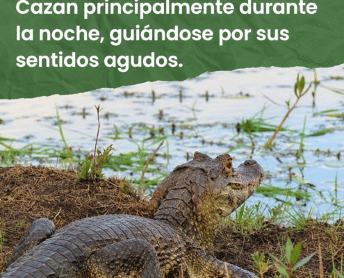 yacare