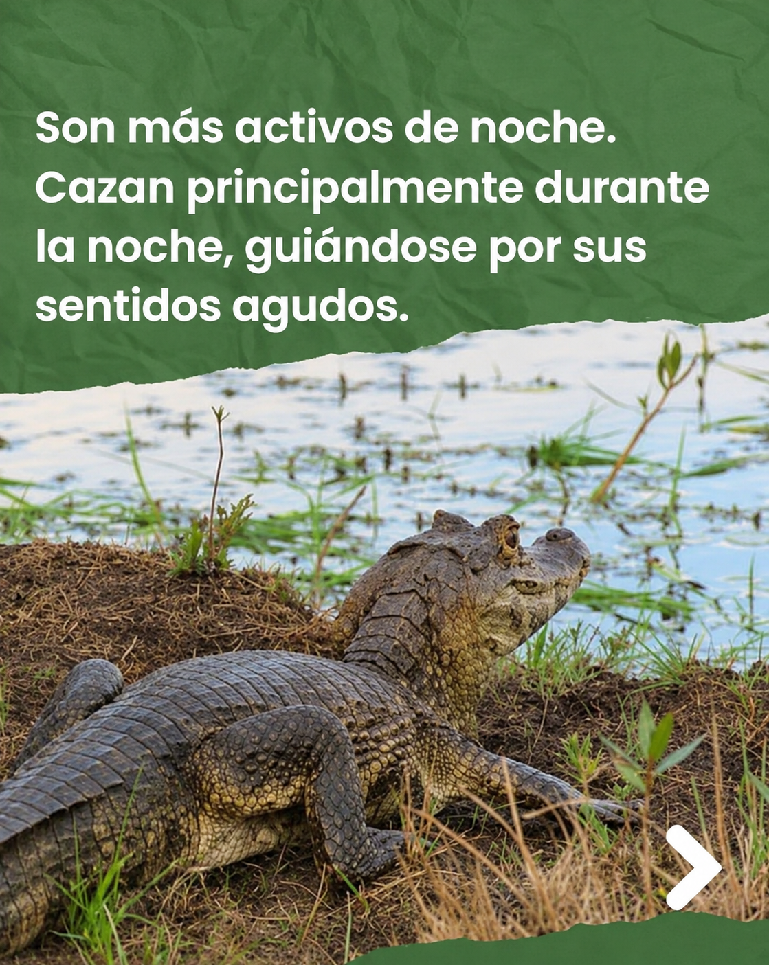 yacare
